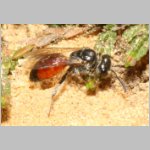 Sphecodes crassus - Blutbiene w001a 4mm - Sandgrube Niedringhaussee-det.jpg